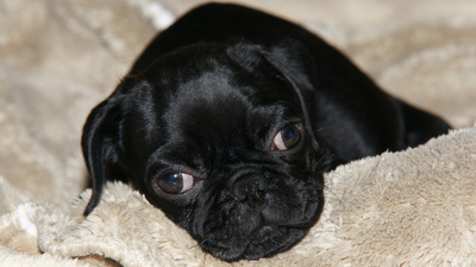 Mops gepfändet und bei Ebay verkauft Regensburger Nachrichten News, Meldungen und aktuelles