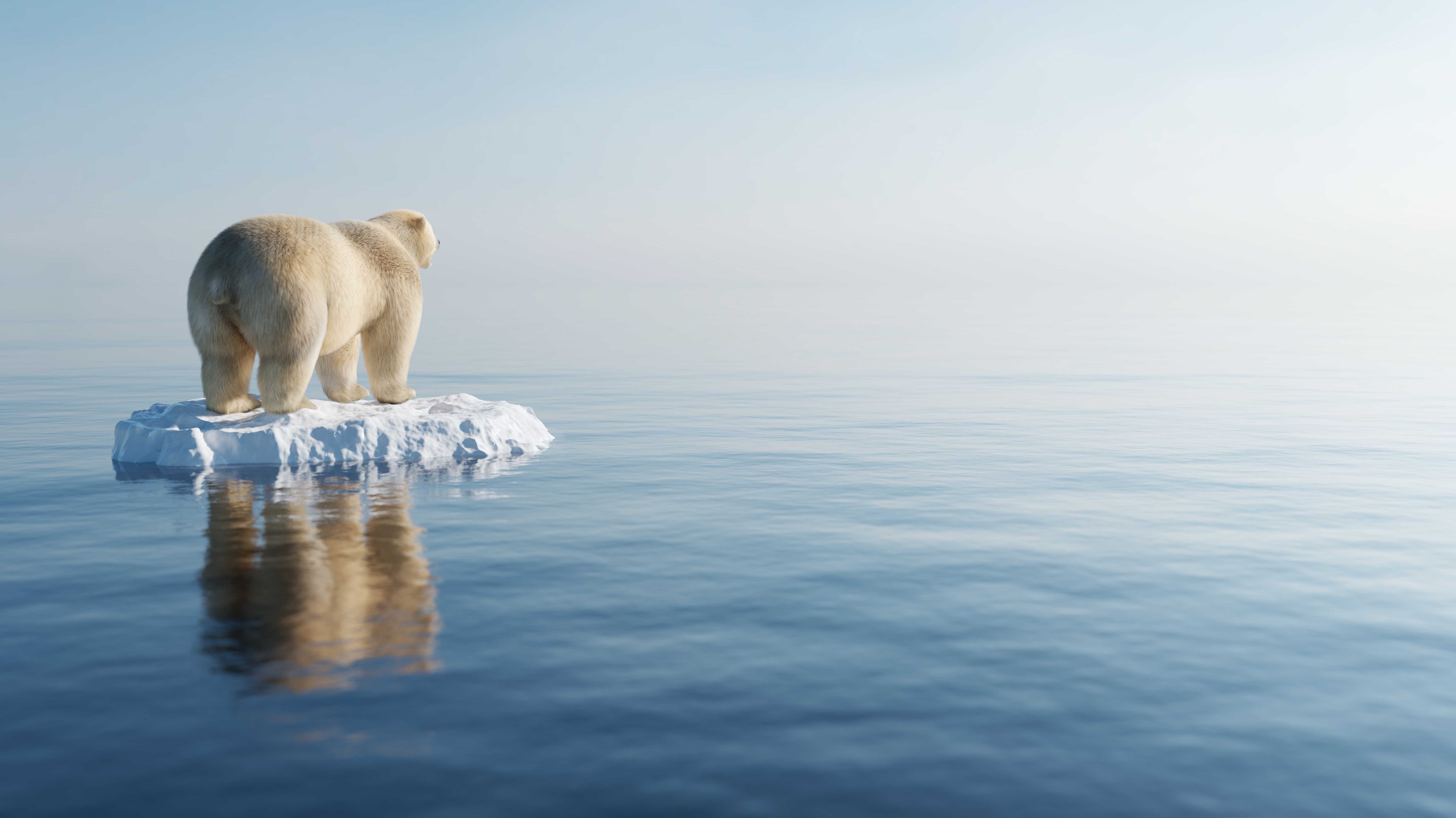 Eisbär treibt auf Eisschole davon