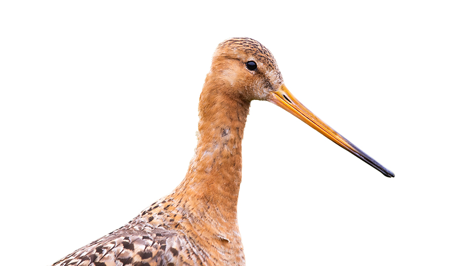 Bild einer Uferschnepfe