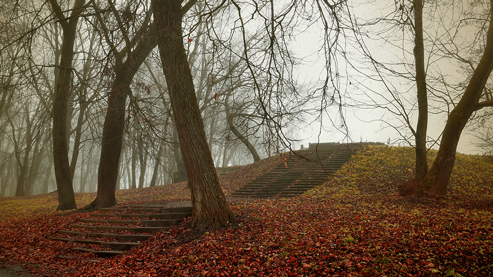 Waldstück im Nebel mit leicht rötlichen Blättern am Boden