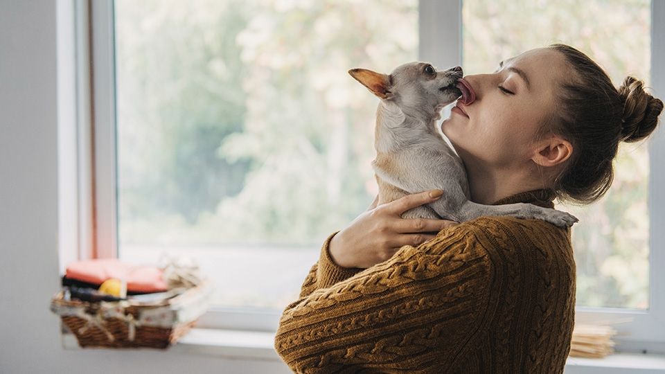 Dunkelblonde Frau, die ihren Hund hochhebt. Der kleine Hund schleckt das Gesicht der Frau ab.