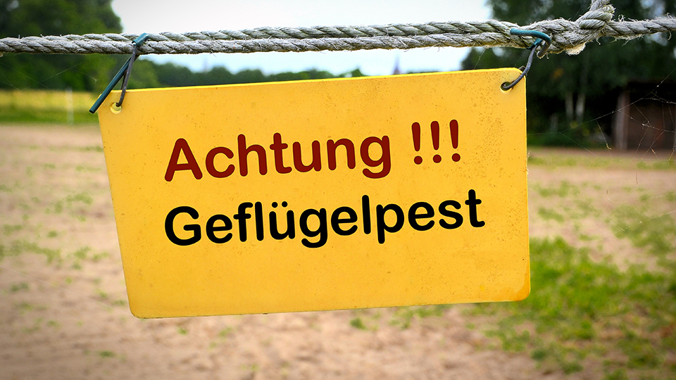 Gelbes Schild mit der Aufschrift: "Achtung !!! Geflügelpest", das vor einer kahlen Wiesenfläche an einem Zaun aufgehängt ist.