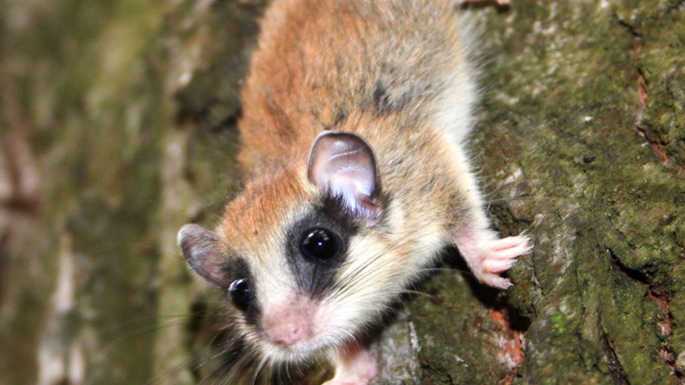 Der Baumschläfer mit seinen fast schwarzen großen Augen, wie er gerade auf einem Baumstamm nach unten klettert.