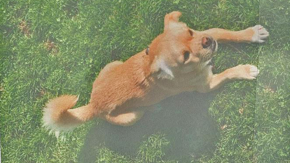Hund Babis, der auf einer Wiese liegt. Er ist mittelgroß und sein Fell hat eine hellbraune Farbe.