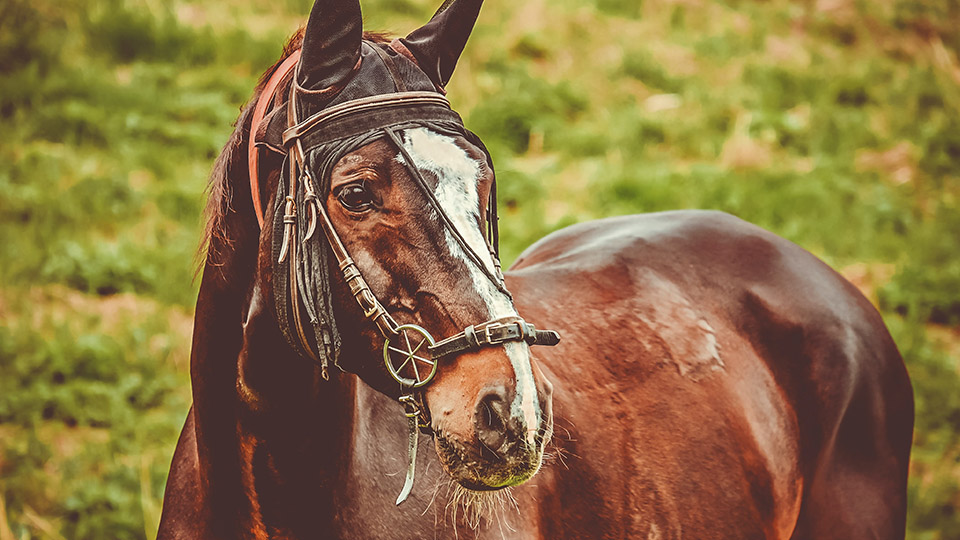 Braunes Pferd, schräg von der Seite auf deiner Wiese.