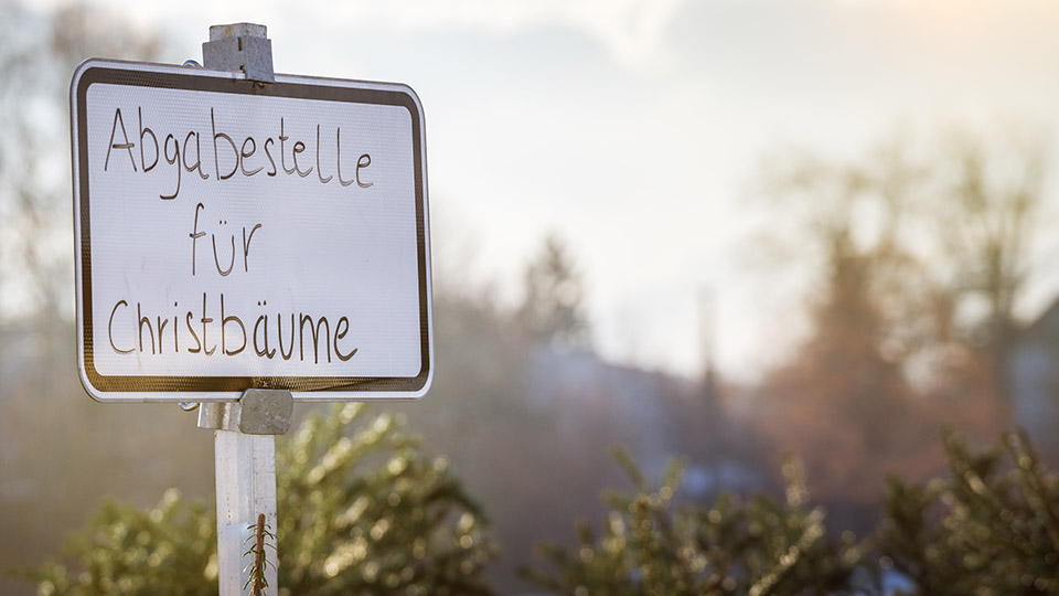 Schild mit der Aufschrift: "Abgabestelle für Christbäume", dahinter mehrer Bäume im Freien.