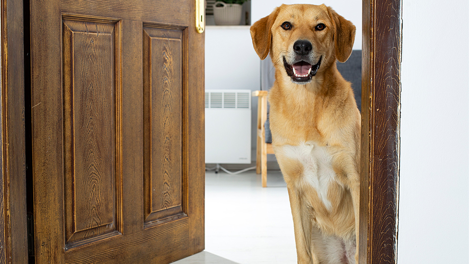 Ein ausgewachsener beige-farbener Hund mit weißem Bauch sitzt im Rahmen einer geöffneten Tür.