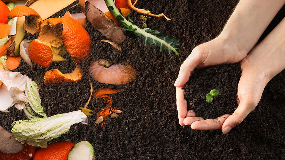 Kompost: Verschiedene Obstschalen und Reste liegen auf einem Haufen von Erde. Zwei Hände die etwas Erde halten.
