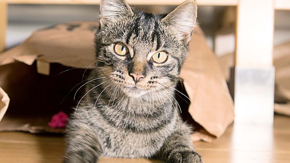 Braun-schwarz getigerte Katze, die in einer Tüte sitzt und in die Kamera schaut.