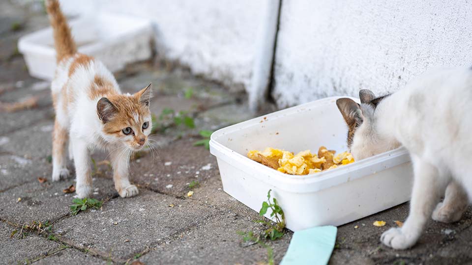 Zwei Streuner-Katzen. Eine größere isst gerade aus einer auf dem Gehweg stehenden Schüssel, eine kleinere Katze steht daneben und ist offensichtlich auch hungrig..