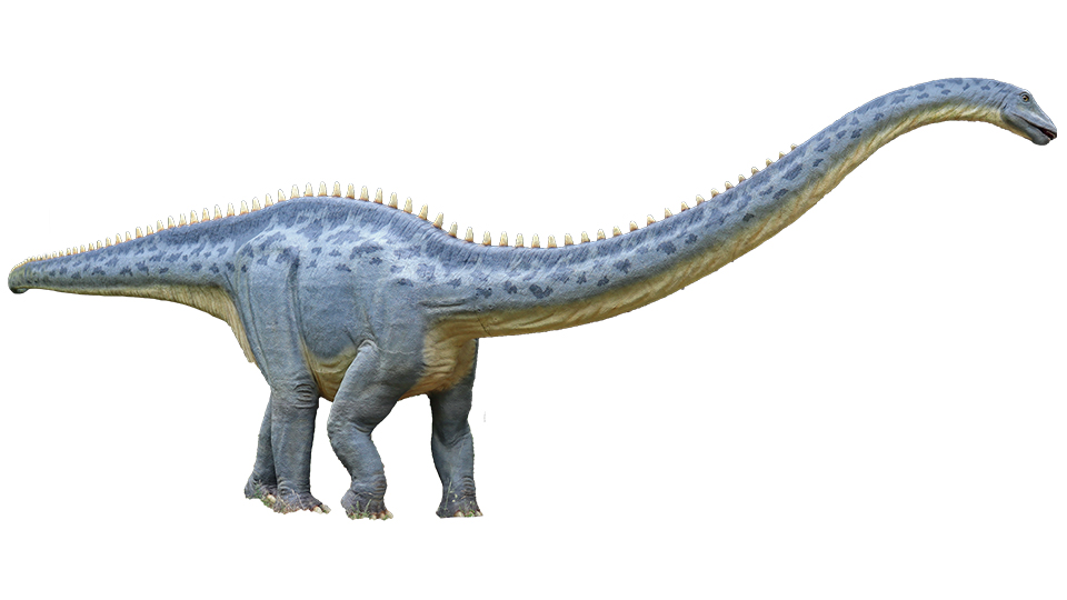 Der Dinosaurier Diplodocus, der unter anderem in der Ausstellung zum 55-jährigen Jubiläums des Donau-Einkaufszentrums ausgestellt sein wird.