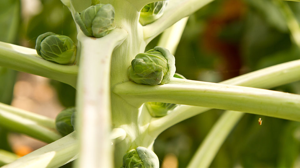 Rosenkohl-Röschen, wie sie sprialförmig um einen festen Stängel wachsen.