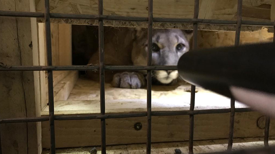 Aufgefundener Puma in der Holzbox eines Kleintransporters.