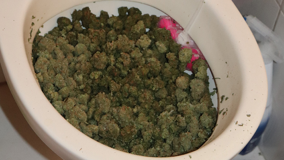 Toilettenschüssel, die fast bis zum Anschlag mit Marihuana gefüllt ist.
