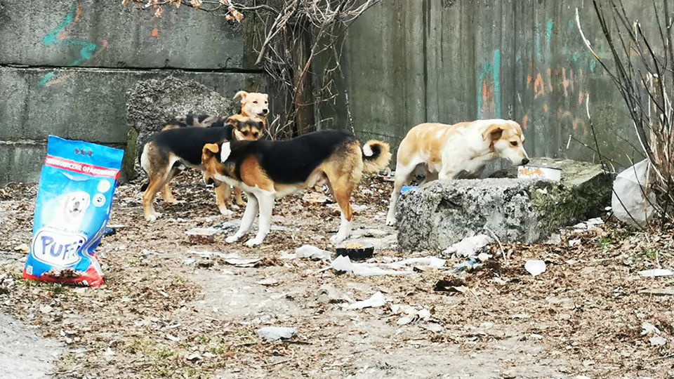 Mehrere Hunde aus der Ukraine draußen vor einer Mauer in einer heruntergekommenen Gegend. Eine Tüte mit Hundefutter steht am Boden.