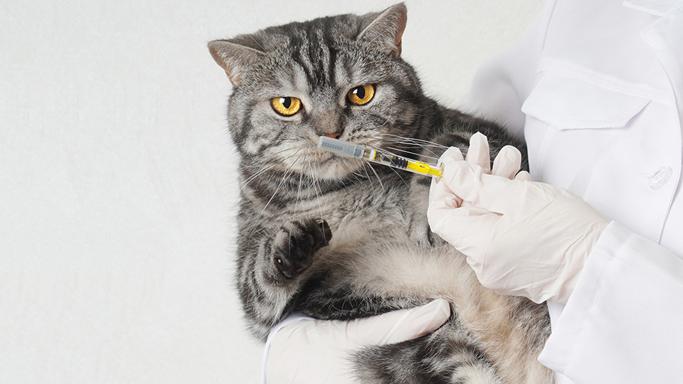 Katze auf dem Arm eines Arztes, vor ihrer Nase eine Impfung.