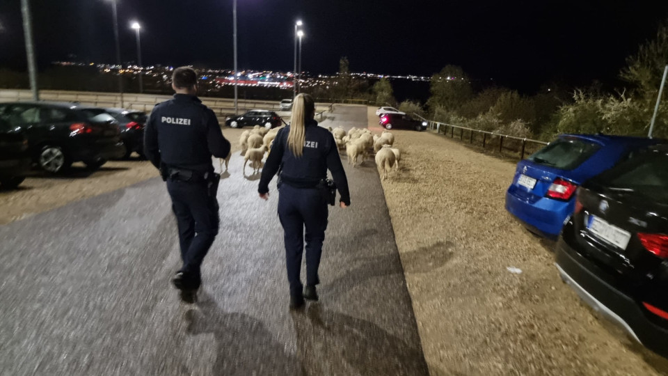 Polizeibeamte bei der Verfolgung der Schafsherde