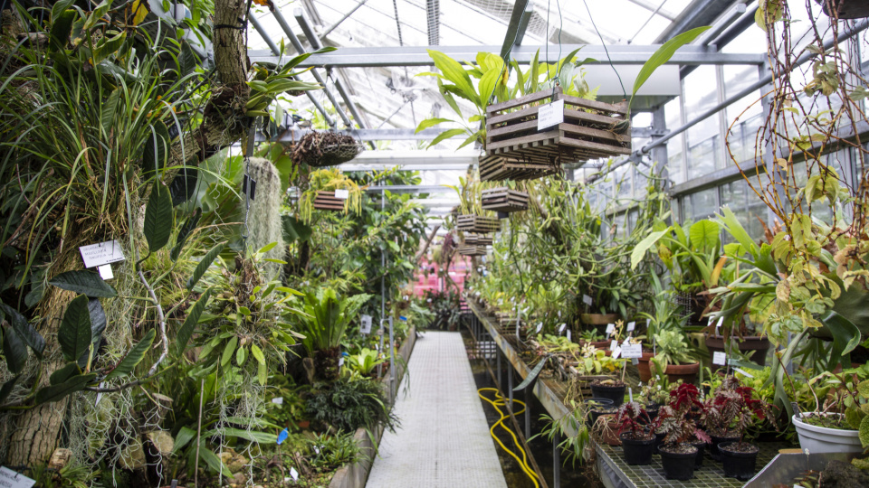 Ein Gang des Botanischen Gartens 