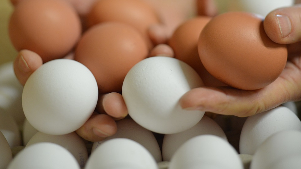 Nahaufnahme Eier Braun und weiß