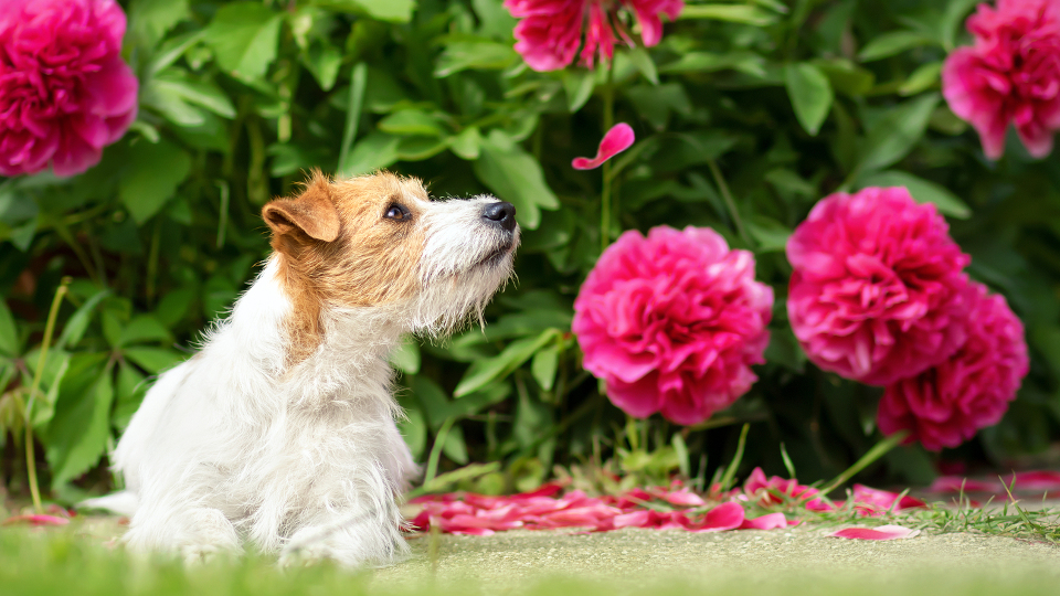 Kleiner Hund vor Blumenhecke