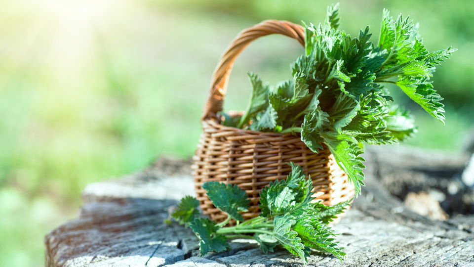 Ein Korb mit frisch geernteter Brennnessel