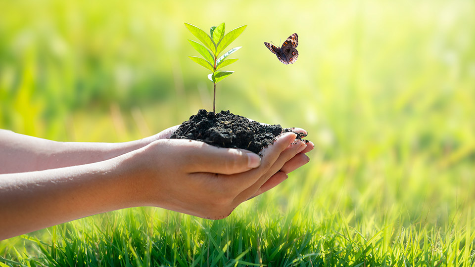 Klimaschutz: Zwei Hände, die Erde und ein kleines Pflänzchen tragen. Daneben fliegt ein Schmetterling vor einer grünen Wiese.