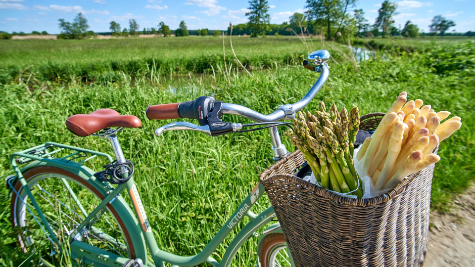Fahrrad vor grüner Wiese, frischer Spargel im Korb