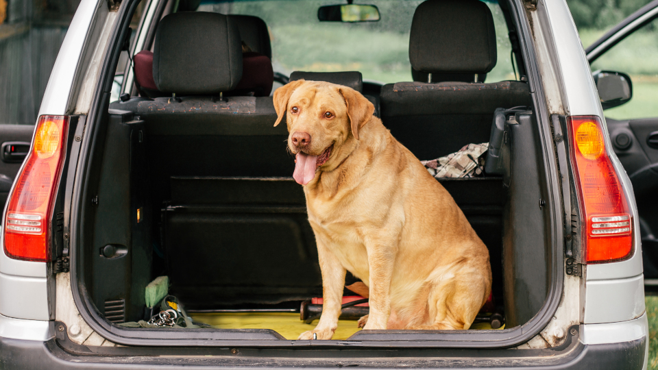 Golden Retriever in einem Kofferaum