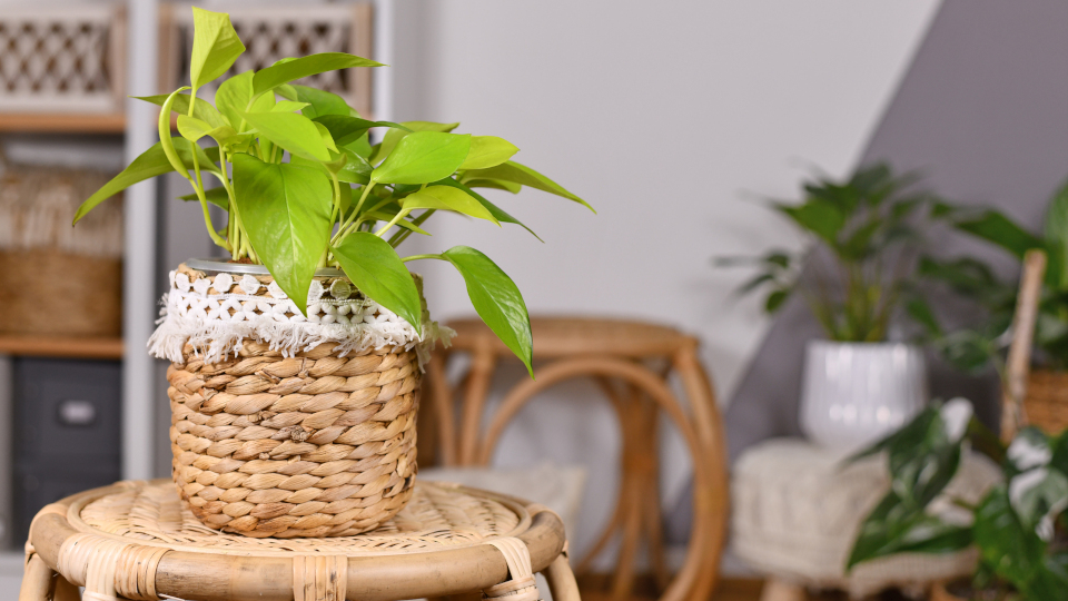 Neon green topical houseplant with botanic name 'Epipremnum Aureum Lemon Lime' in basket flower pot on table in living room