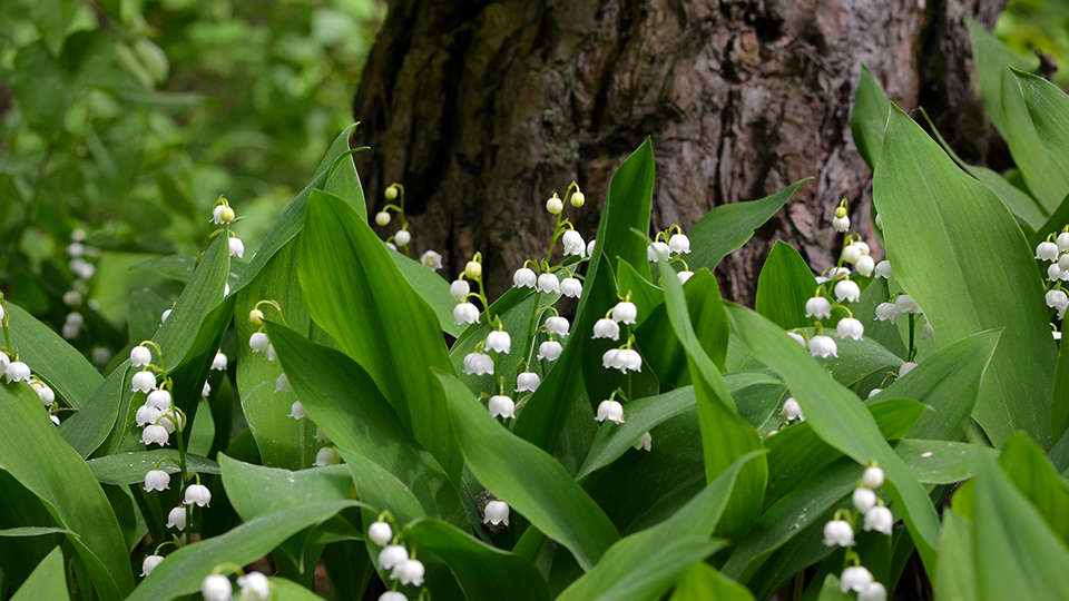 Bärlauch: Das würzige Wunderkraut im Wald mit den typischen weißen Blüten. Dahinter ein Teil eines Baumstumpfes.