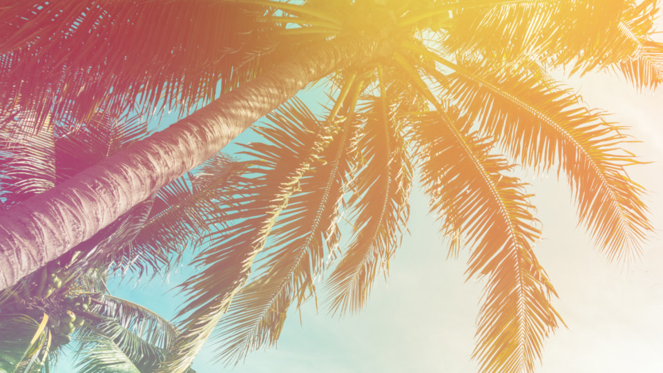 Summer-Vibes am Eckert Beach: Palmen in orangenes Licht getaucht.