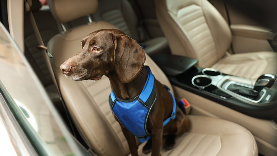 Lebensgefahr für Hunde im Auto: Brauner Hund auf Beifahrersitz.