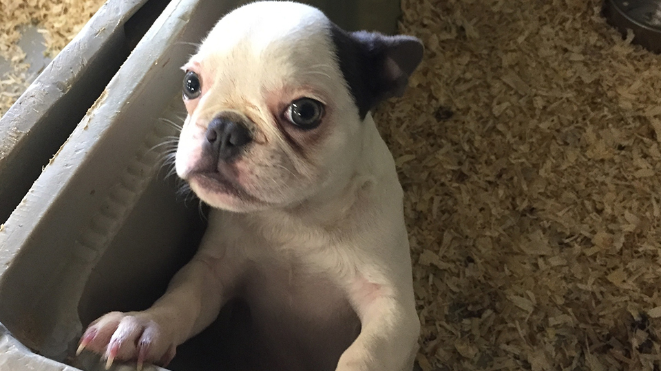 VIER PFOTEN fordern Registrierungspflicht für Hunde: Weißer Welpe, der in die Kamera blickt.