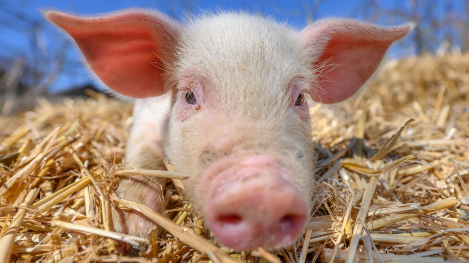 Mehr Tierwohl: Ferkel mit Freilandhaltung, das draußen im Stroh liegt.