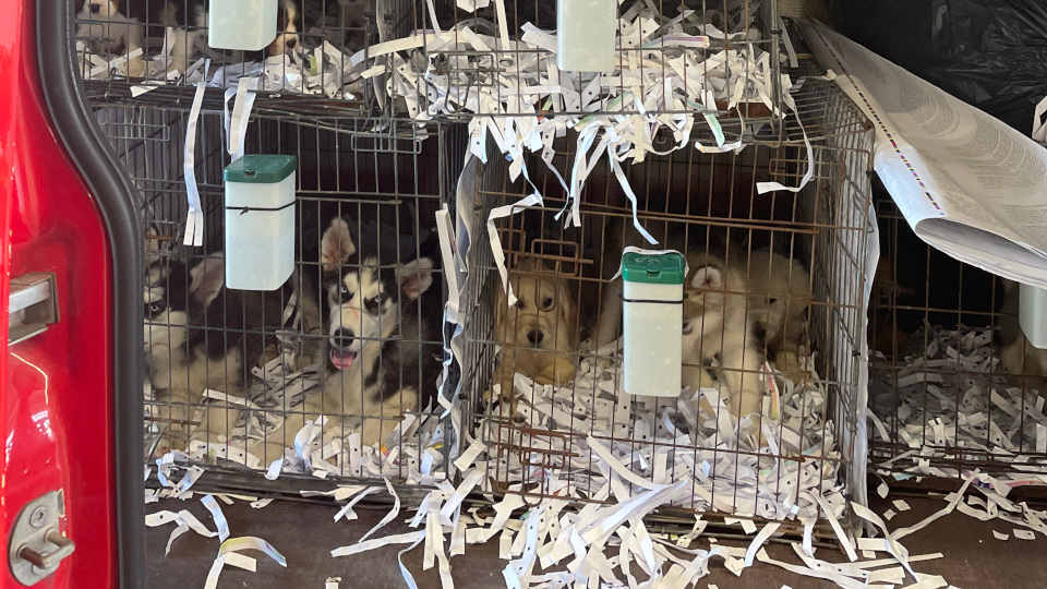 Die GPI Waidhaus stellte 72 Tiere bei einem Welpentransport sicher.