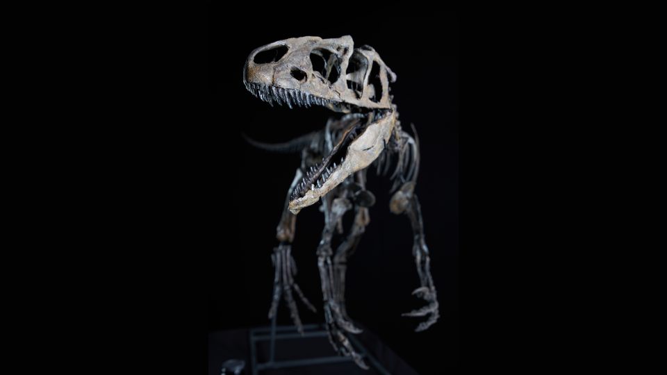 Skelett des Allosauriers "Little Al"