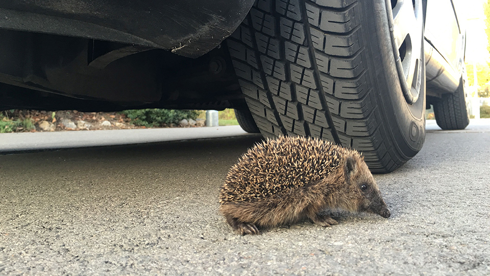 Igel unter Autoreifen