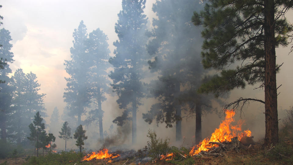 Waldbrandgefahr: Erneut Luftbeobachtungen in der Oberpfalz angeordnet