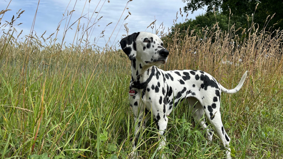  Achtung beim Gassi gehen – Grannen werden zur Gefahr für Hunde