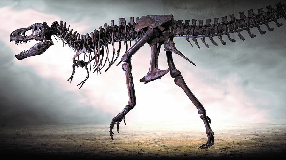 Dinoskelett vor dunklem Hintergrund