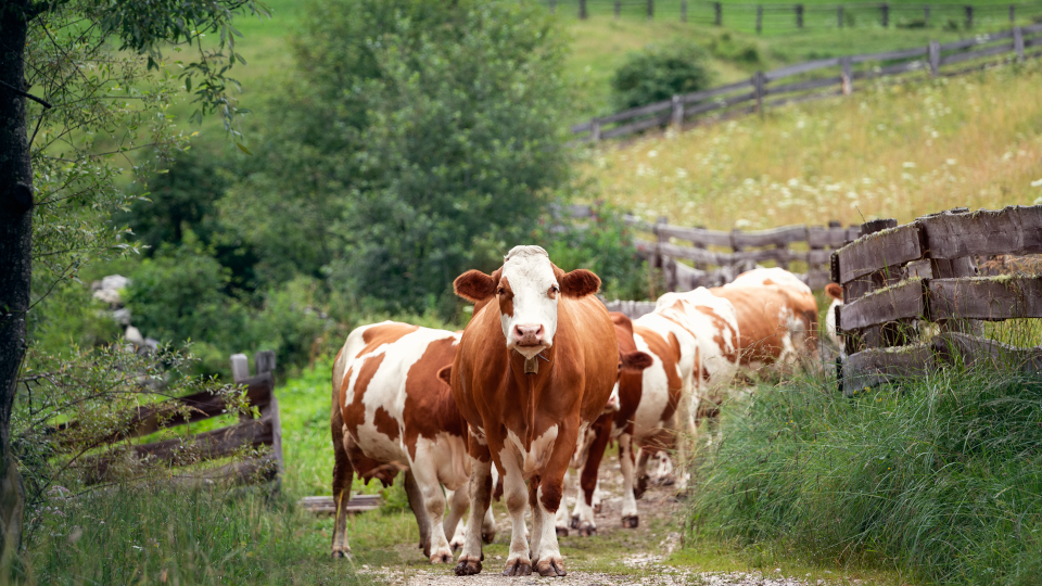 Kuh-Attacken auf Almen und Wiesen – Tipps zum sicheren Wandern