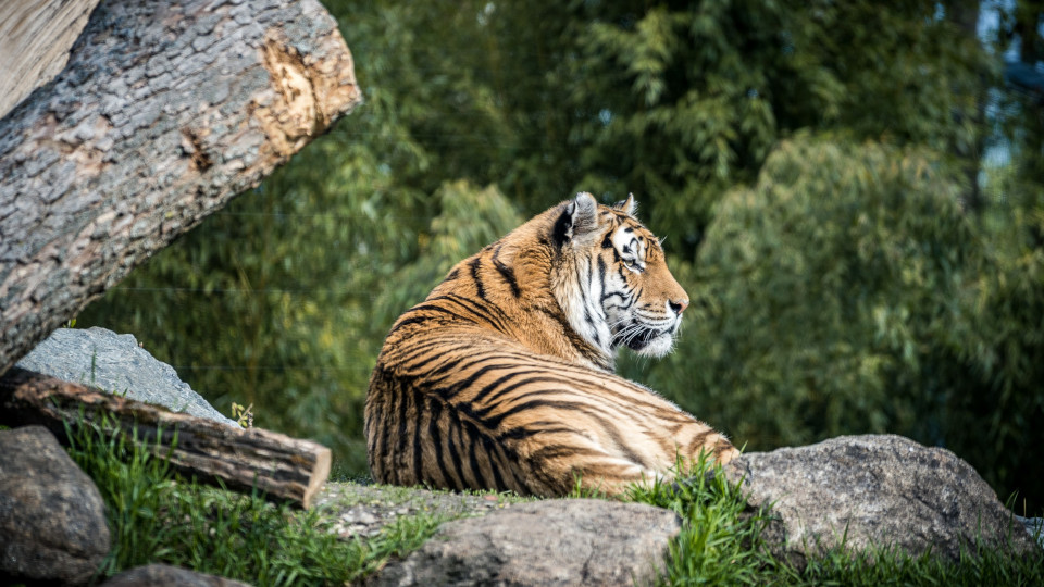 Bayerns Wild- und Tiergärten – Ein „tierisch starker“ Ferienspaß