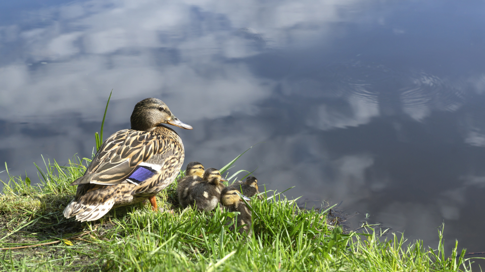 Organisation warnt: Tödliche Gefahr Brot– Enten nicht füttern