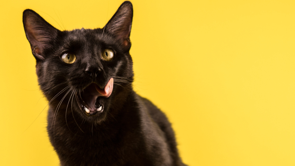 „Tag der schwarzen Katze“ – Vorurteile und Vorteile