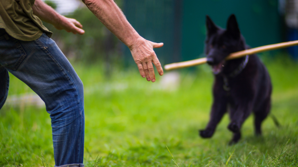 A beautiful black dog of the German Shepherd breed runs with a stick in his teeth along the green grass in the yard. Mans best friend, human and dog.