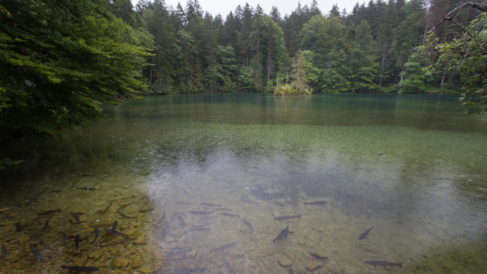 Klimawandel & Hitzewelle – Bayerische Fischbestände in Gefahr