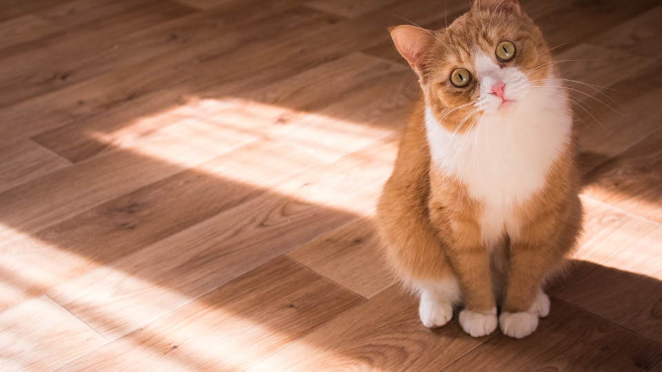 Katze auf Paketboden 