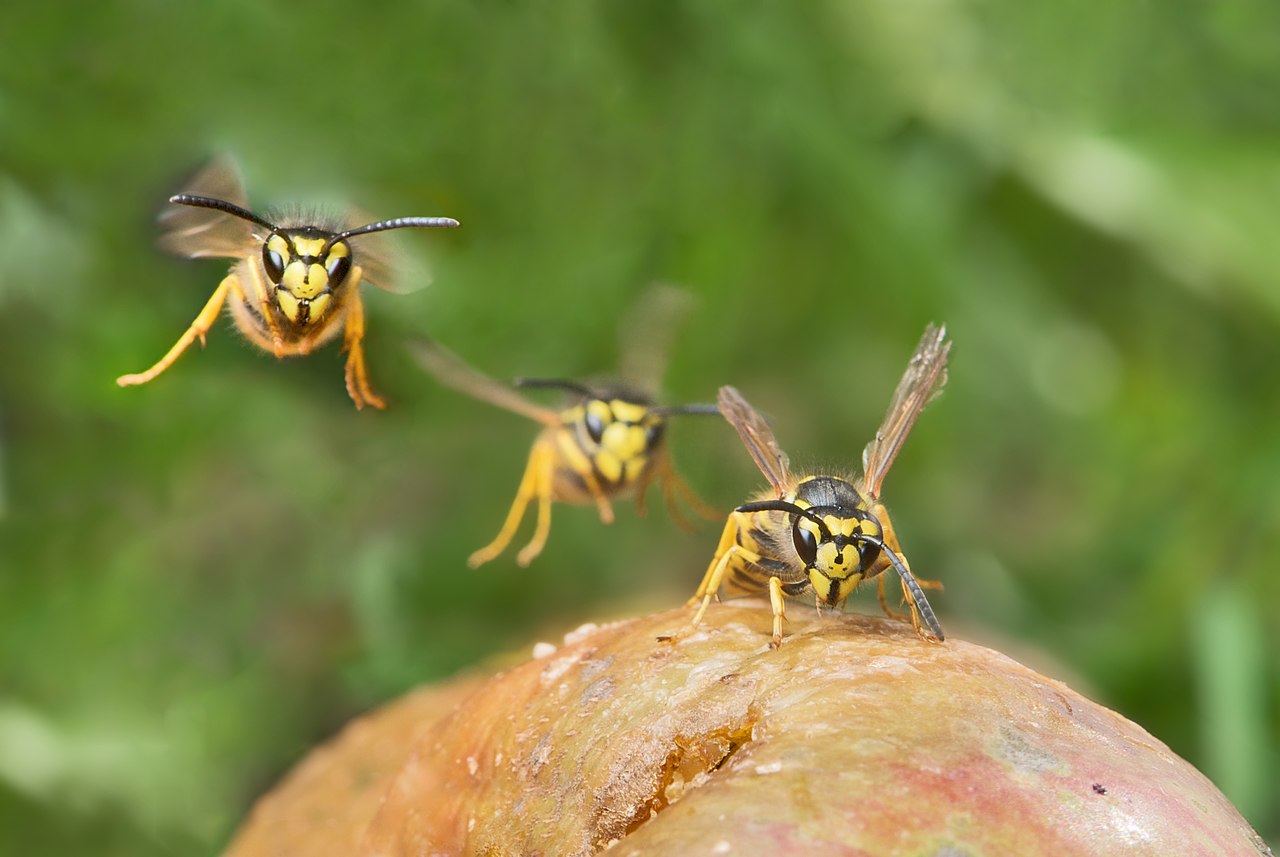 drei Wespen landen auf einer Frucht