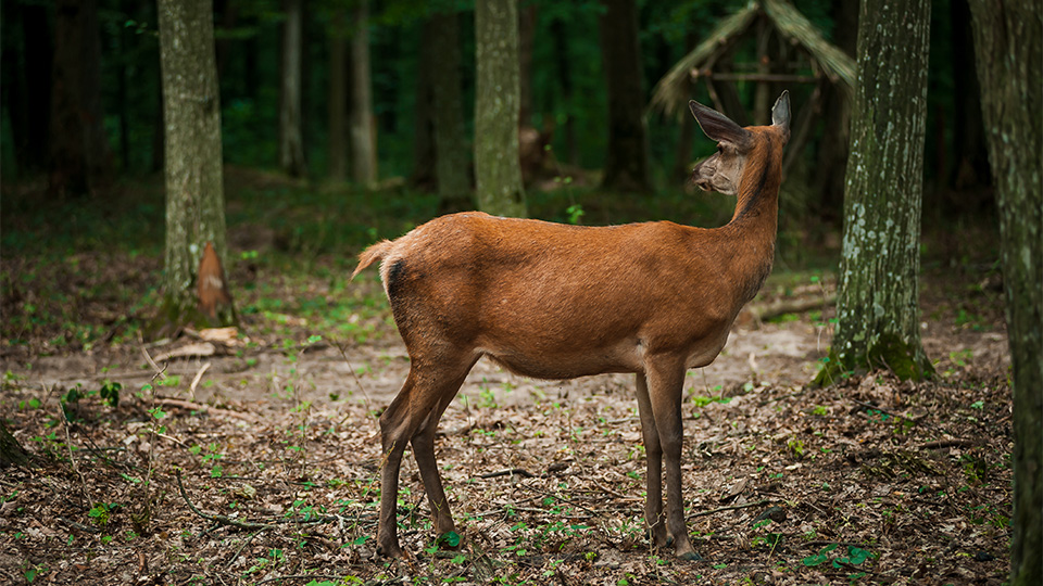 Abgetrennte Rehköpfe: Kripo Amberg übernimmt Ermittlungen