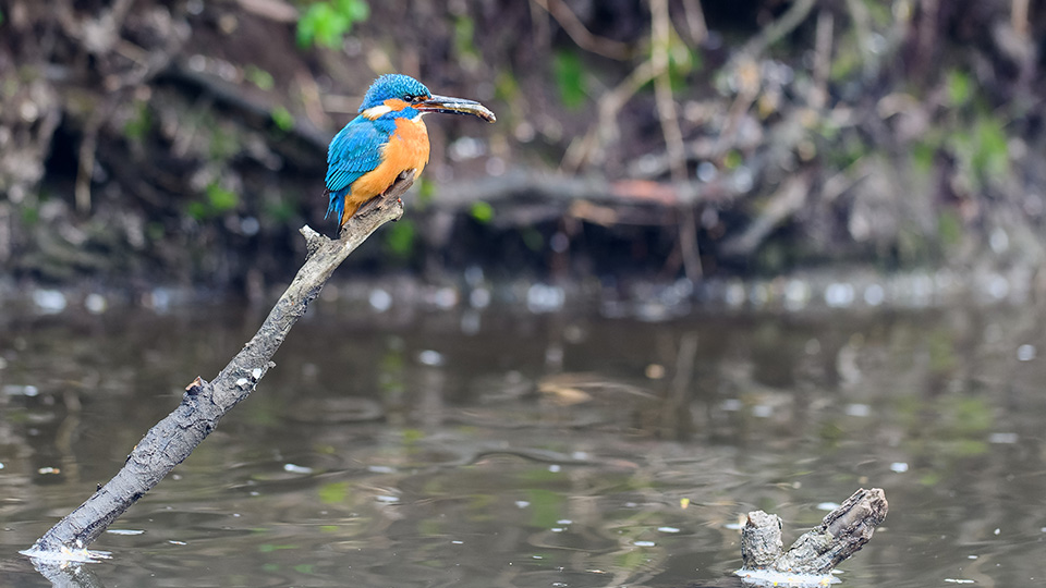 Artenschutz durch Teichwirtschaft: Eisvogel, der auf einem Stamm über dem Wasser sitzt.